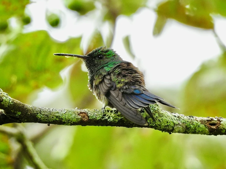 a bird that is sitting on a tree nch