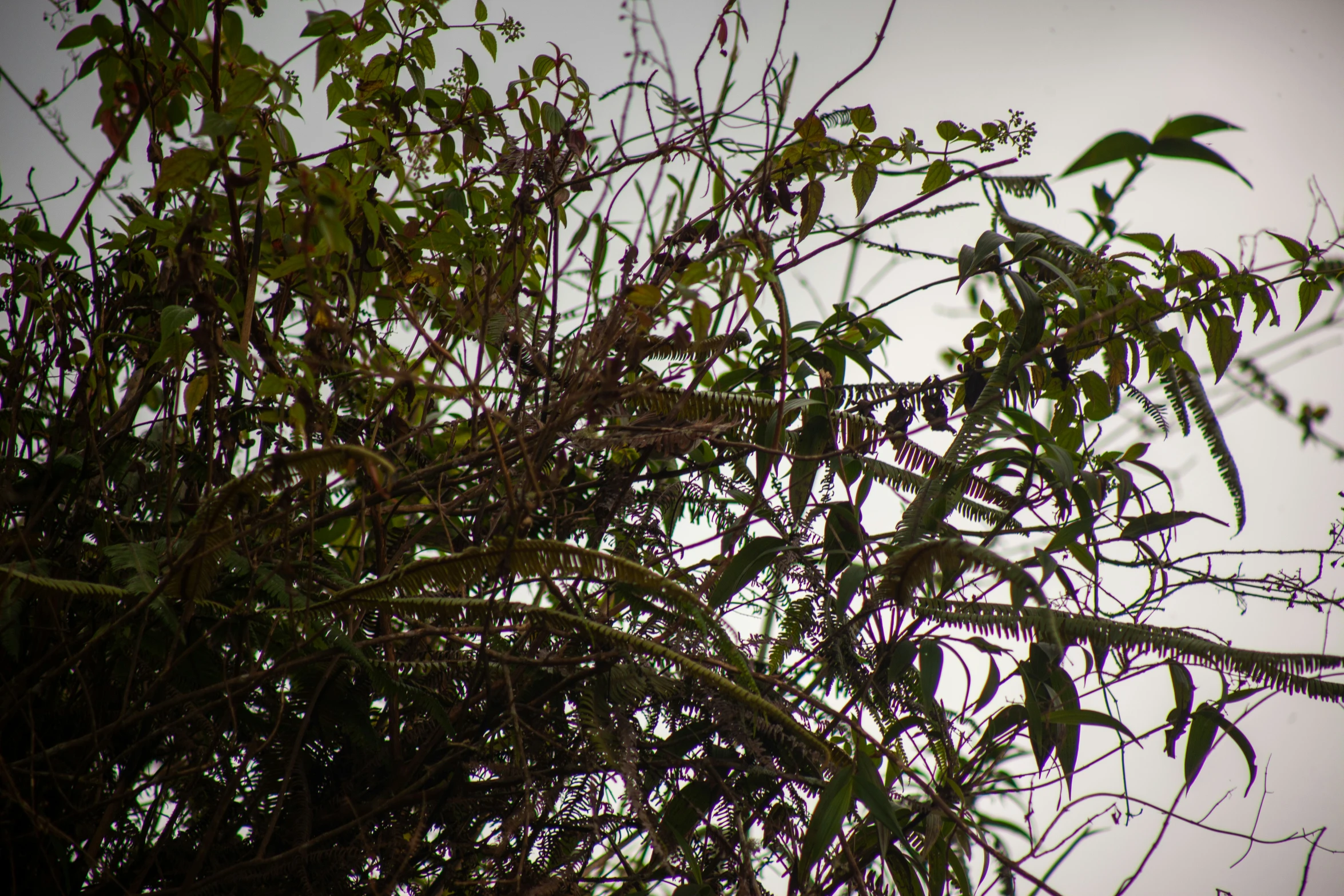 a bird in a tree with no leaves