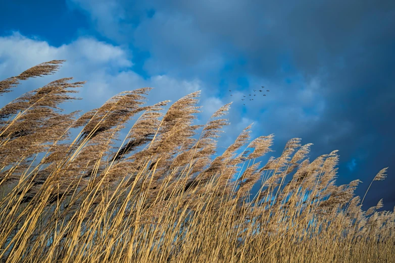 a field with tall brown grass on it