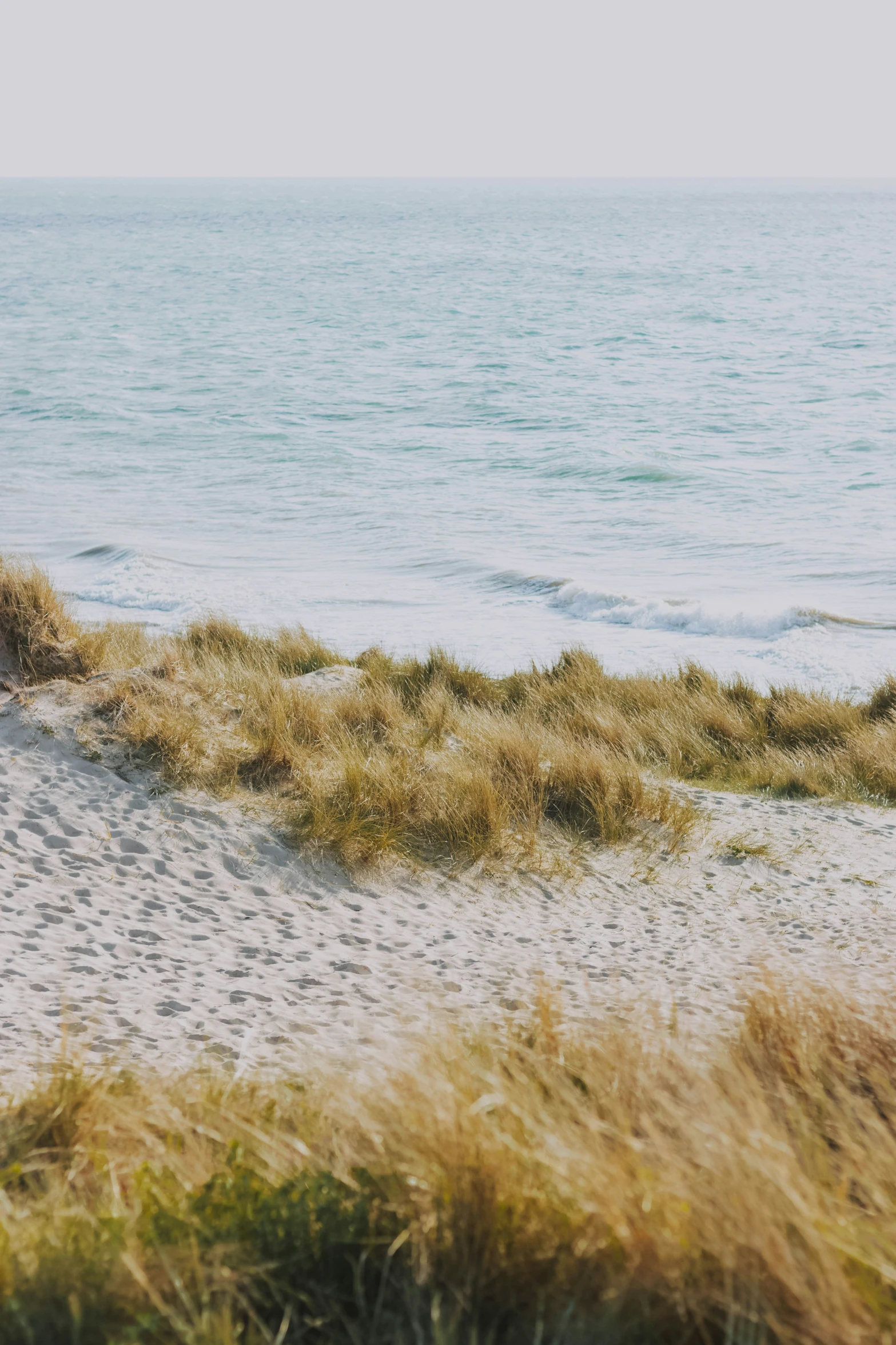 some grass sitting on a small beach near the water