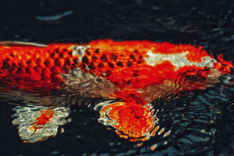 an orange and white fish is swimming on a black surface