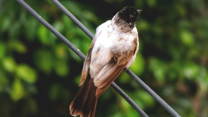 there is a small bird sitting on the wires