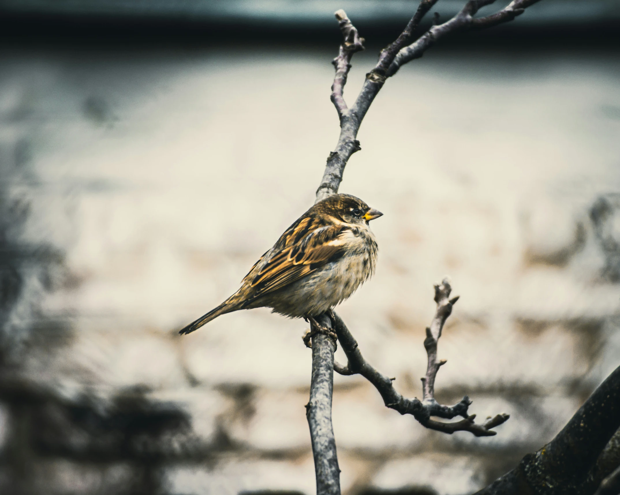 a small bird perched on top of a tree nch