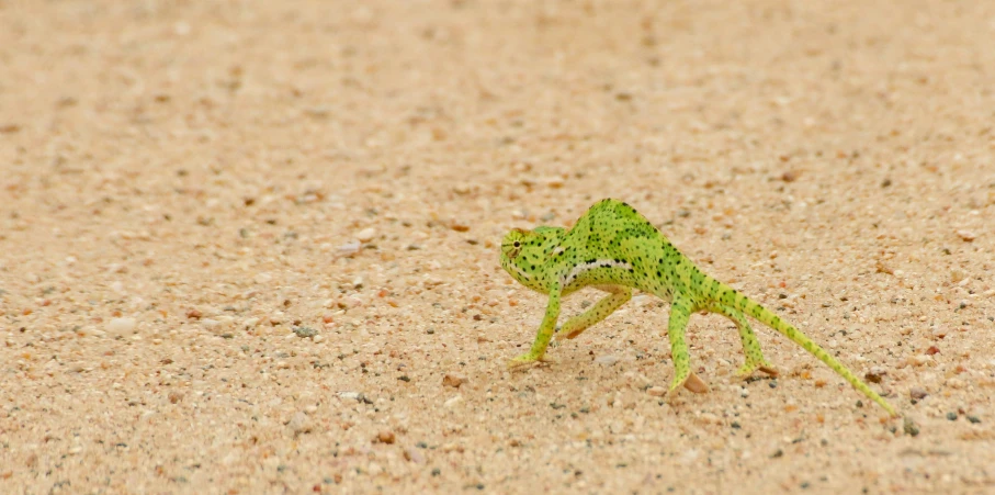 a very cute small green creature in the sand