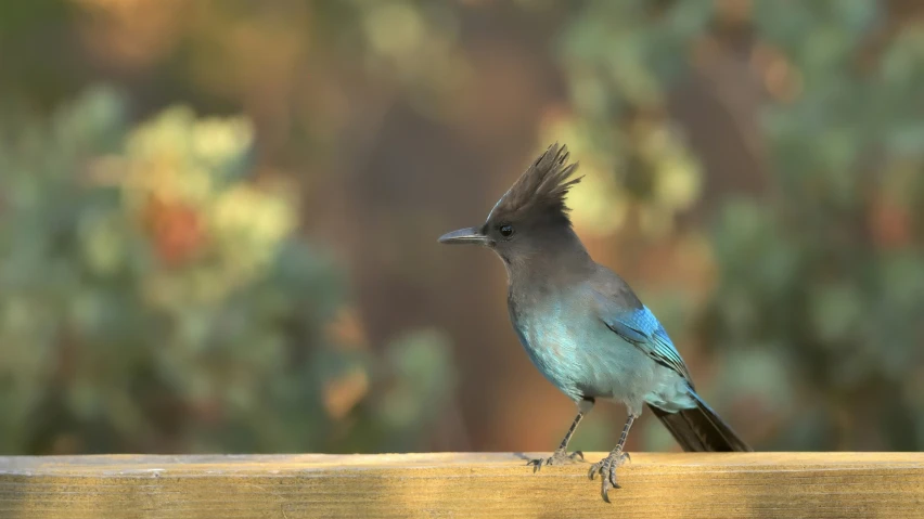 a bird with a long tail and blue body on a wood ledge