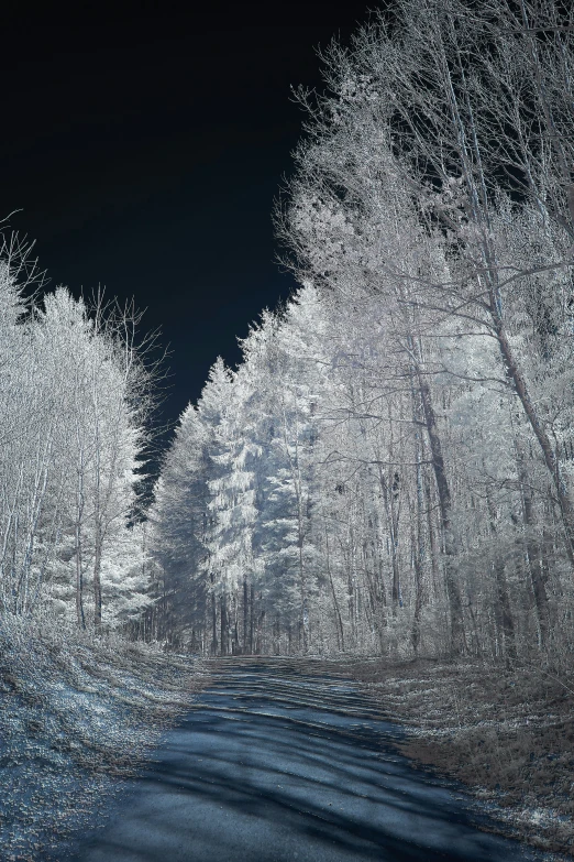 a couple of snow covered trees line the road