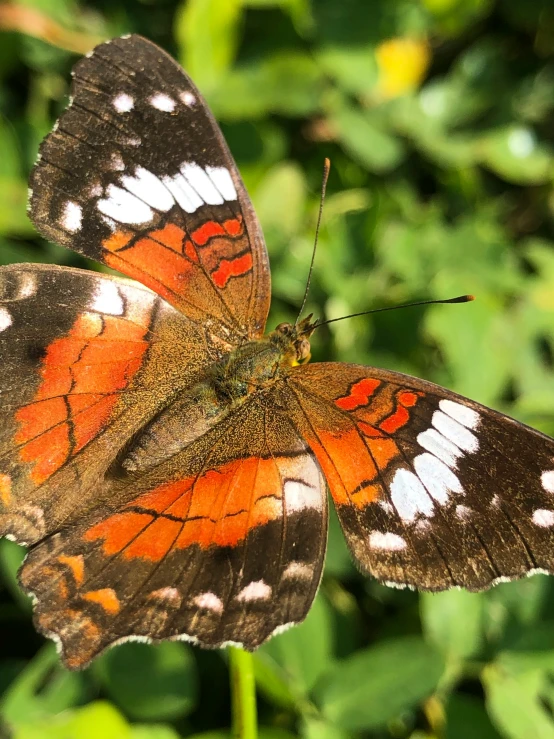 erfly on some green plants and dirt and water