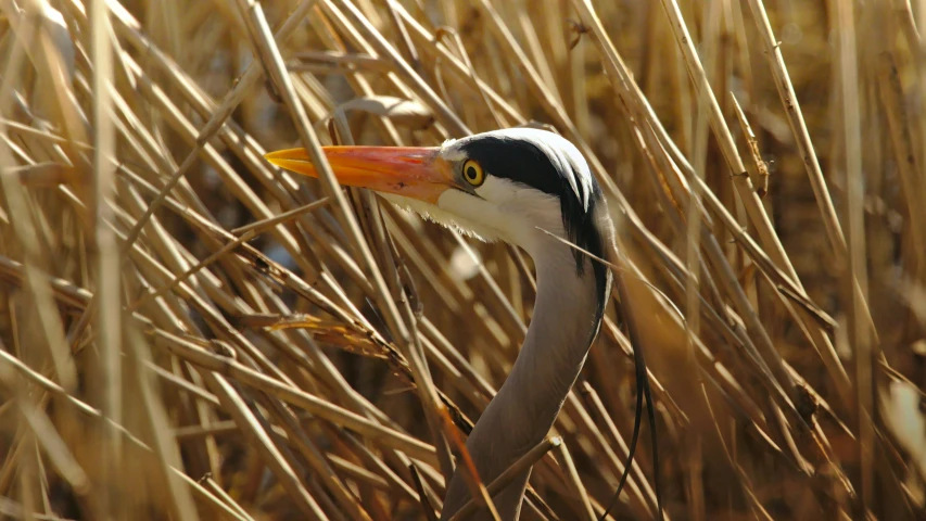 an unusual bird standing in a field of tall grass