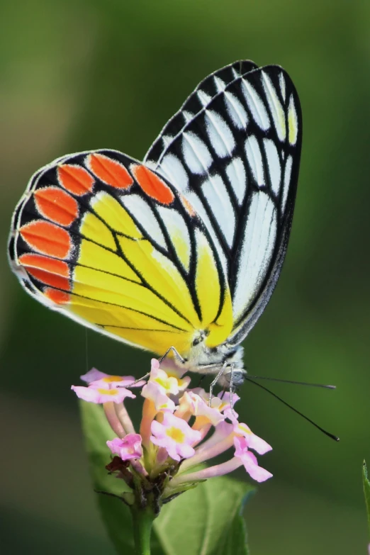 this is a yellow erfly with a red stripe on it's wings