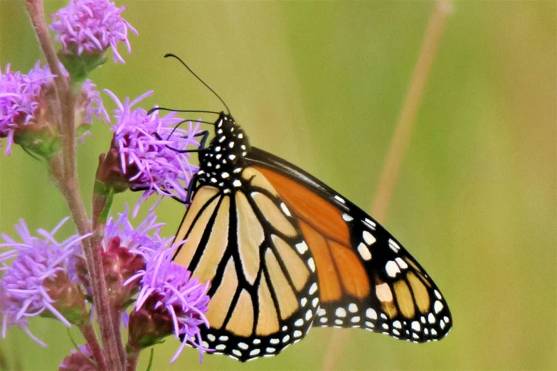 a picture of a erfly on purple flowers