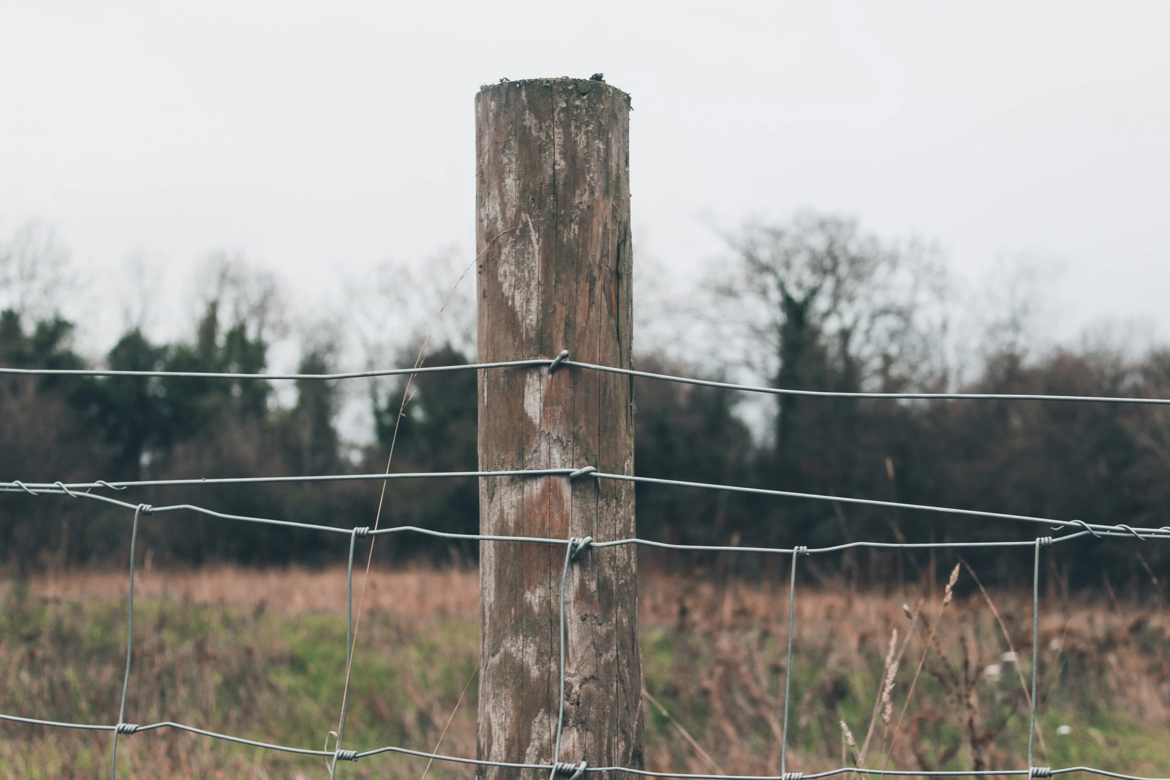 the barbed wire around a wood post is very old