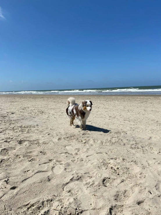 the dog is running on the beach with its paw in the air