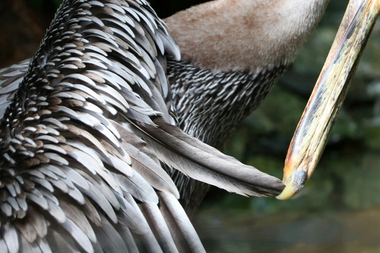 a very large bird's feathers spread out of its wing