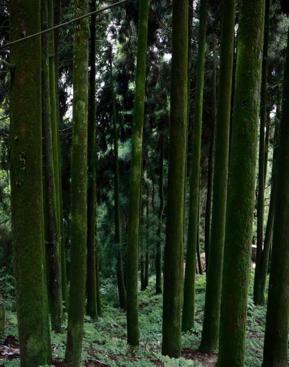 many green trees with moss growing them on the ground