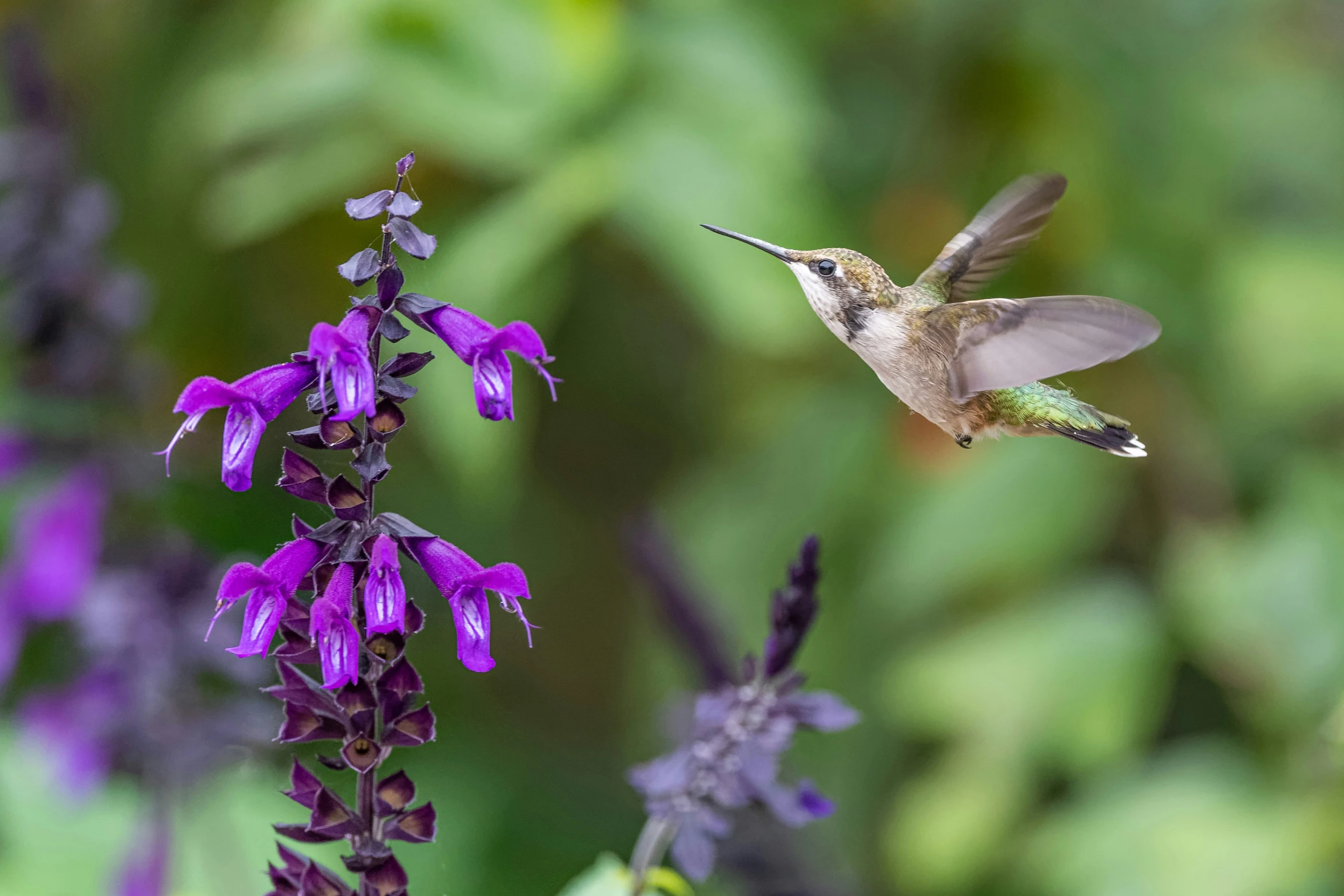 hummingbird in flight hovering towards a flower