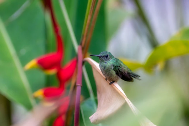 a bird sitting on a flower and looking around