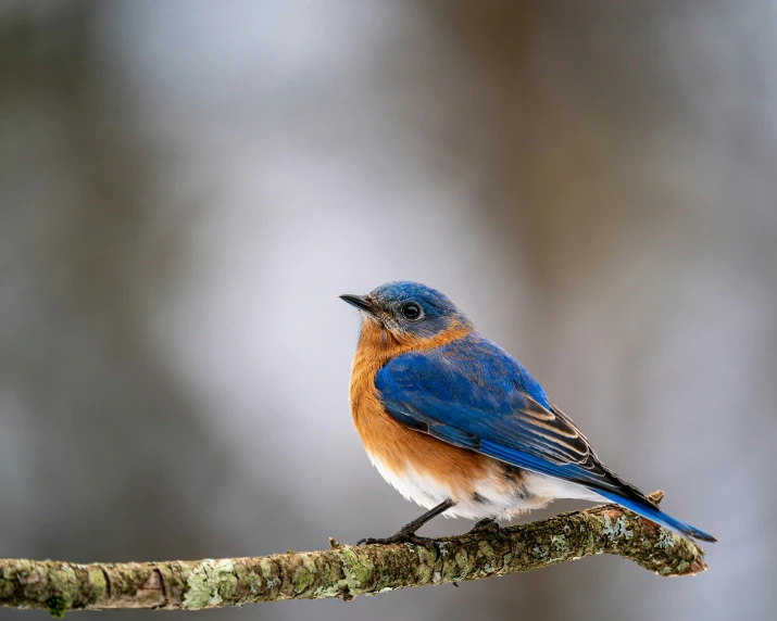 a small bird sitting on a thin nch