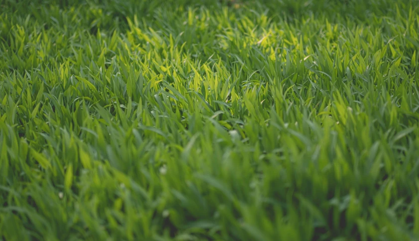 tall green grass has been freshly grown from the ground