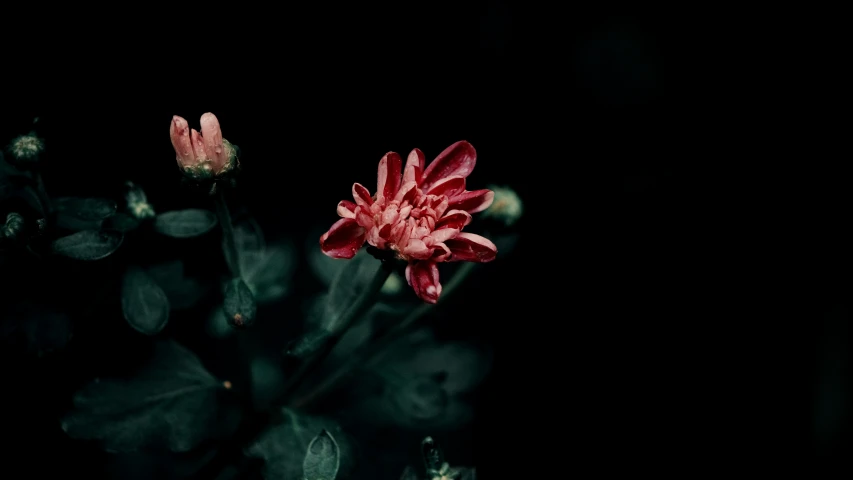 a large pink flower sitting on top of a lush green field