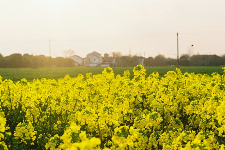 several trees in a field of yellow flowers