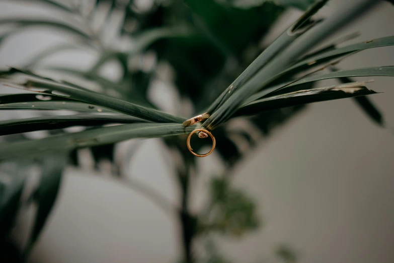 two rings that are placed in between some leaves