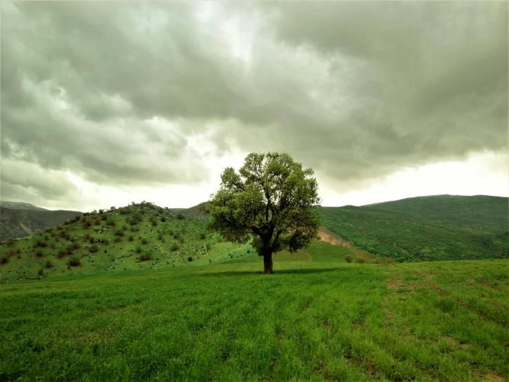 a lone tree in a grassy valley under cloudy skies