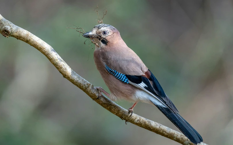 the bird is perched on the tree nch