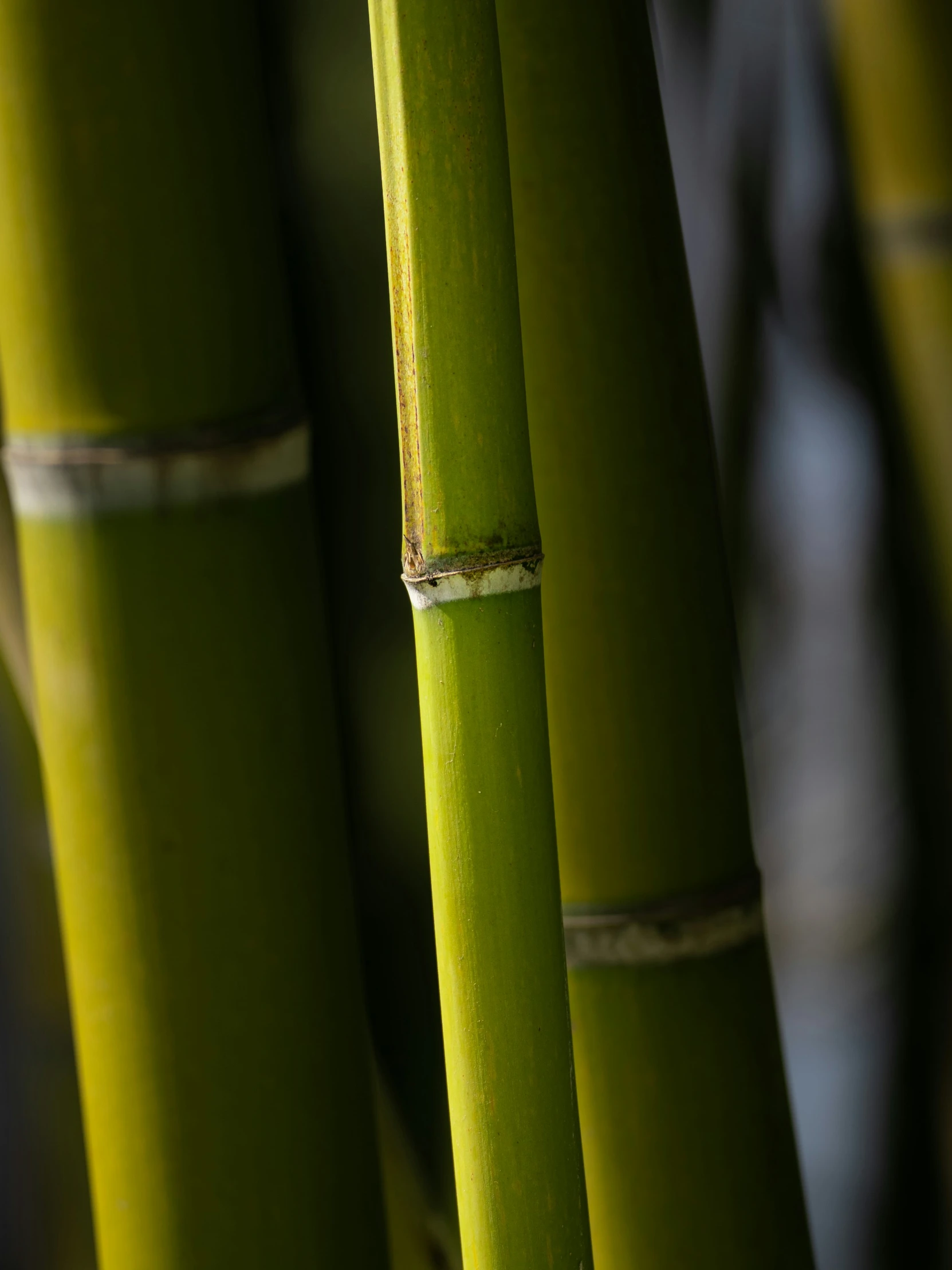 the bamboos are green and thick with little white stripes