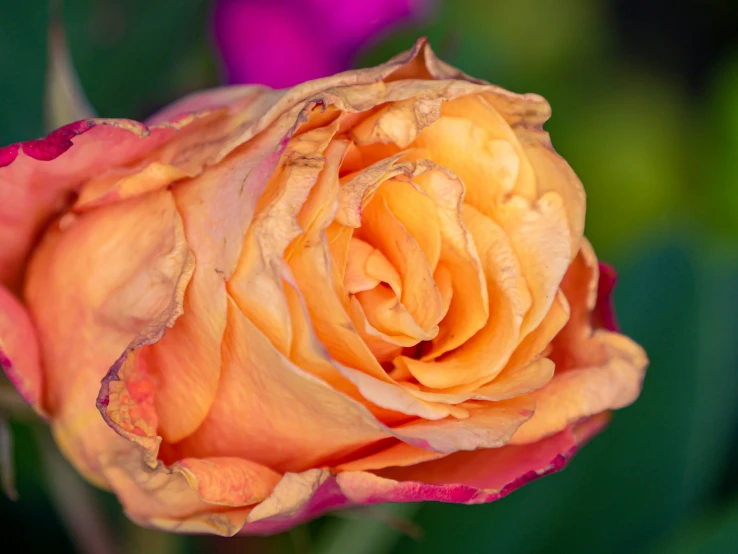 a rose with the petals open in the sun