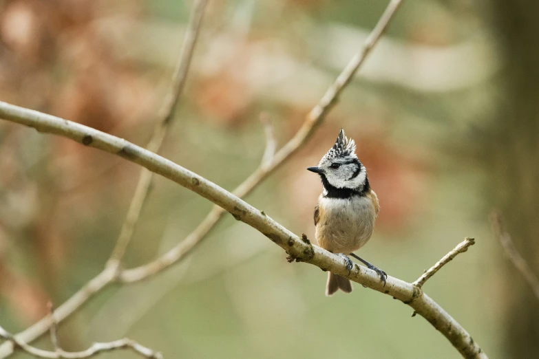 a small bird is perched on a bare tree nch