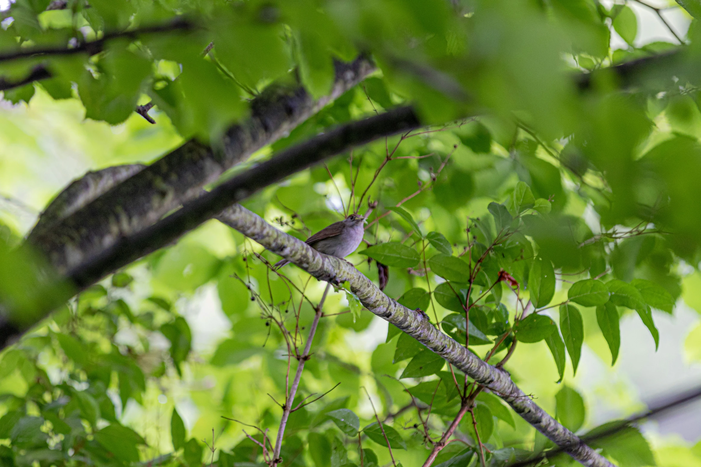 a small bird perched in a tree near some leaves