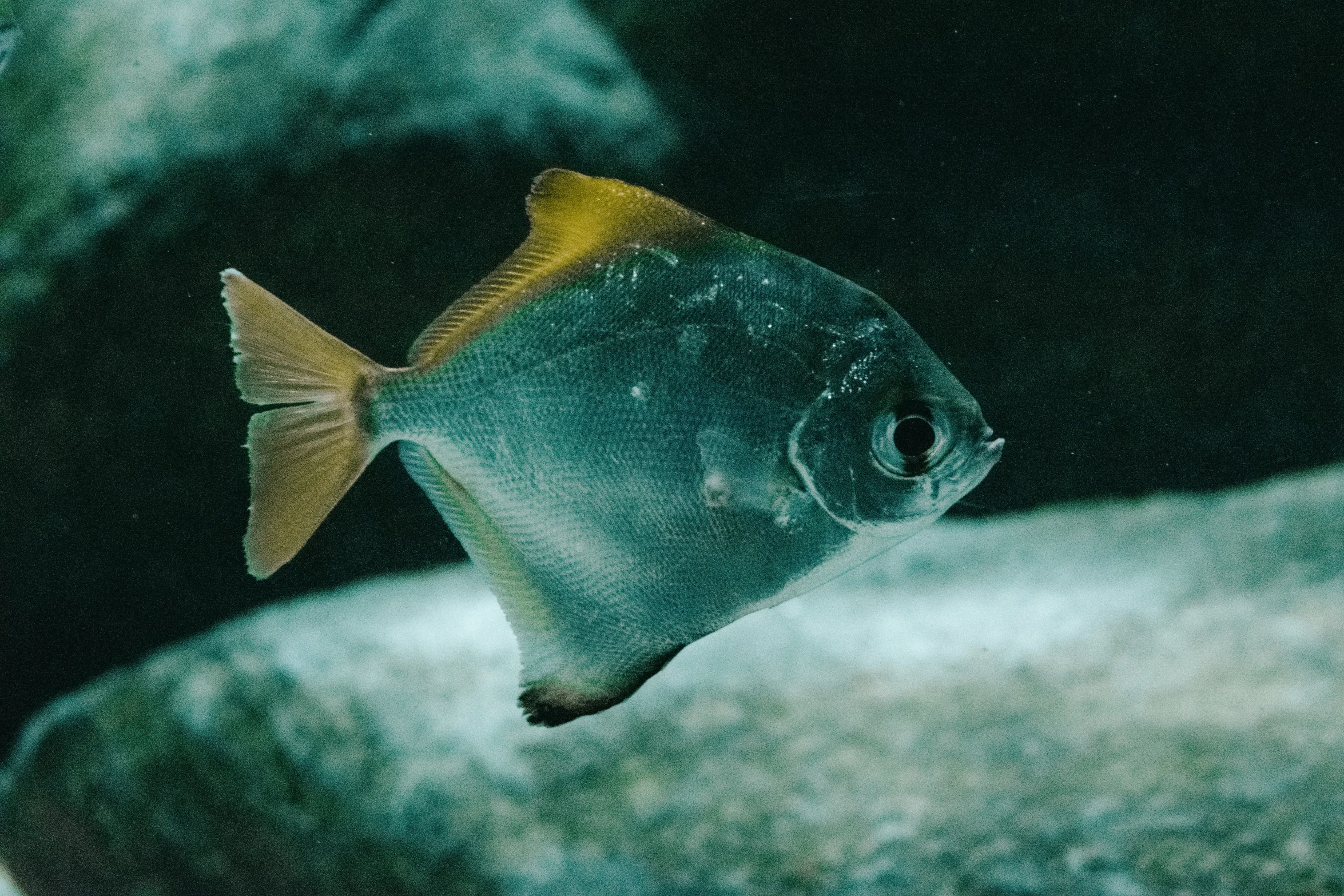 a large fish swimming in the water next to an underwater tank