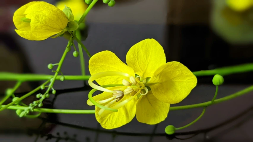 yellow flowers in glass vase with buds and stems