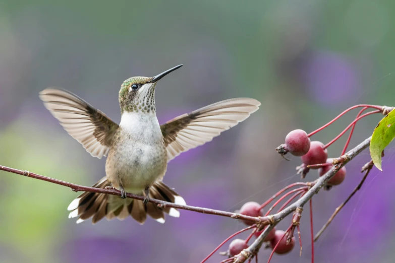 a hummingbird perches on the limb of a tree