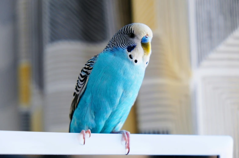 the bright blue parakeet is perched on the edge of a table