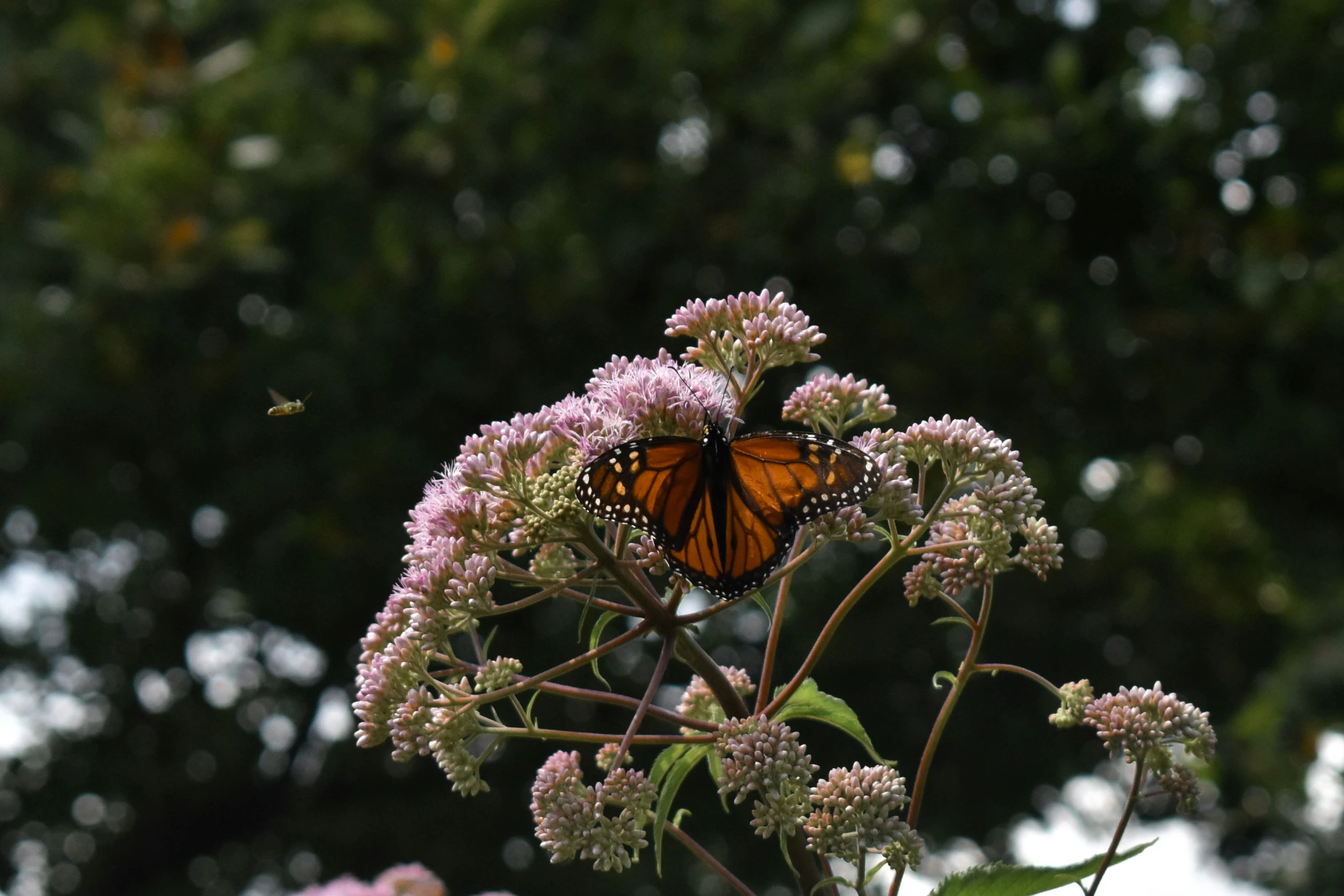 two erflies flying in front of some flowers