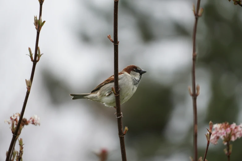 bird perched on nch on rainy day