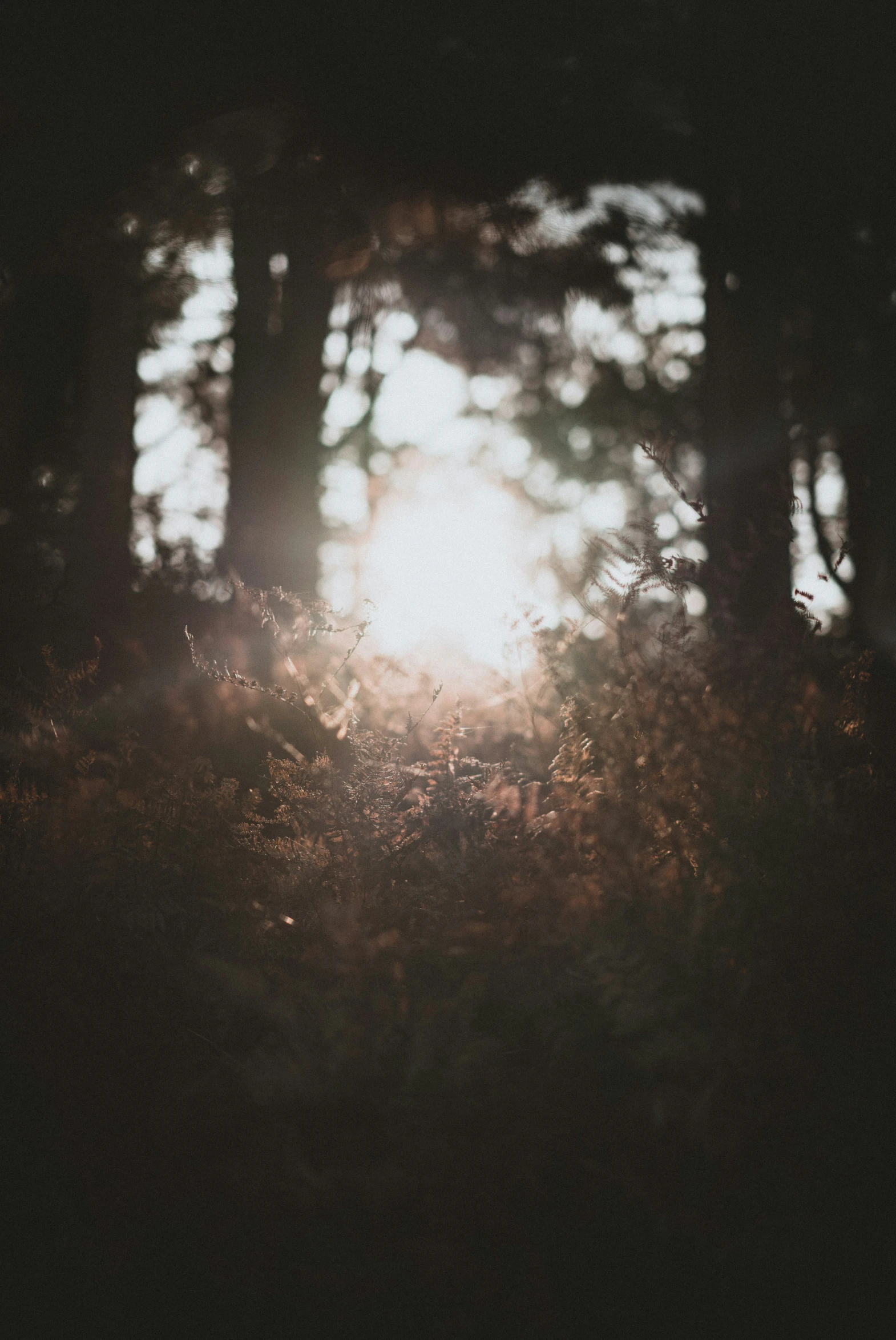 a forest filled with trees and a sun