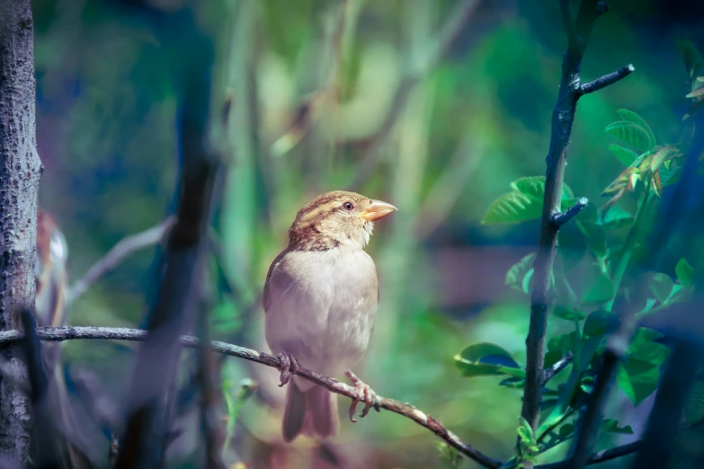 the small bird is sitting on a tree nch