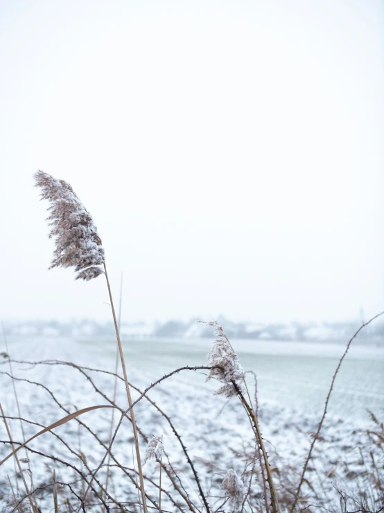 a picture of some flowers and water in the snow