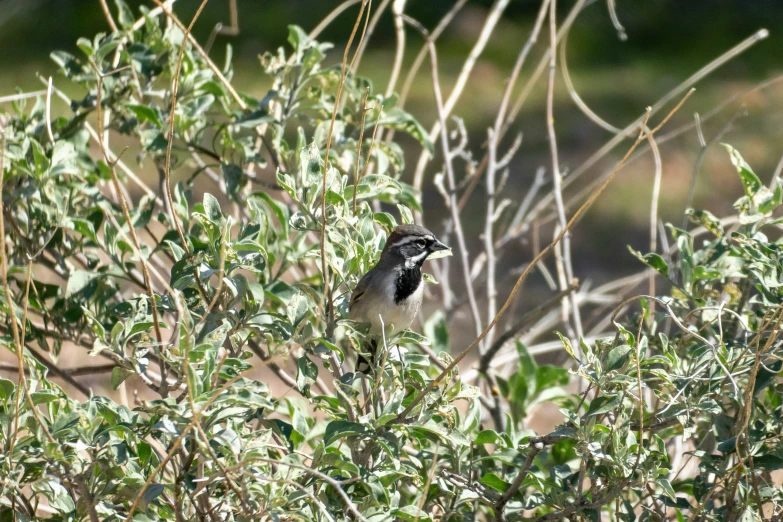 a small bird sits in the shade among foliage