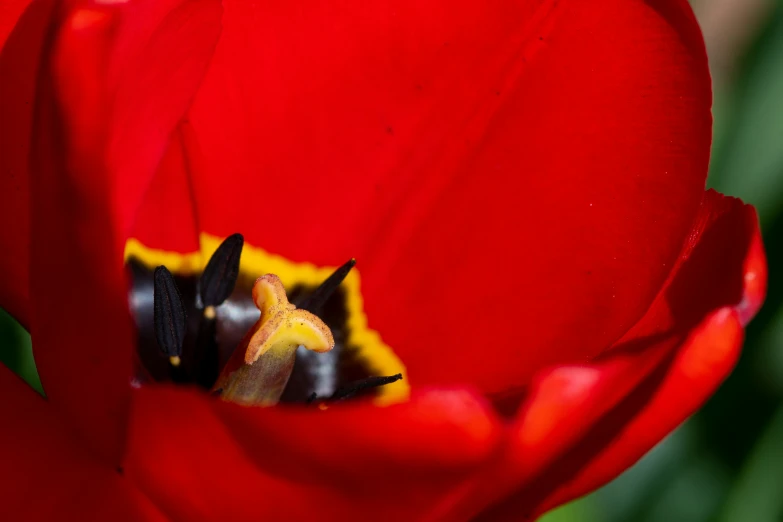 a close up image of a bee sitting in the middle of a tulip