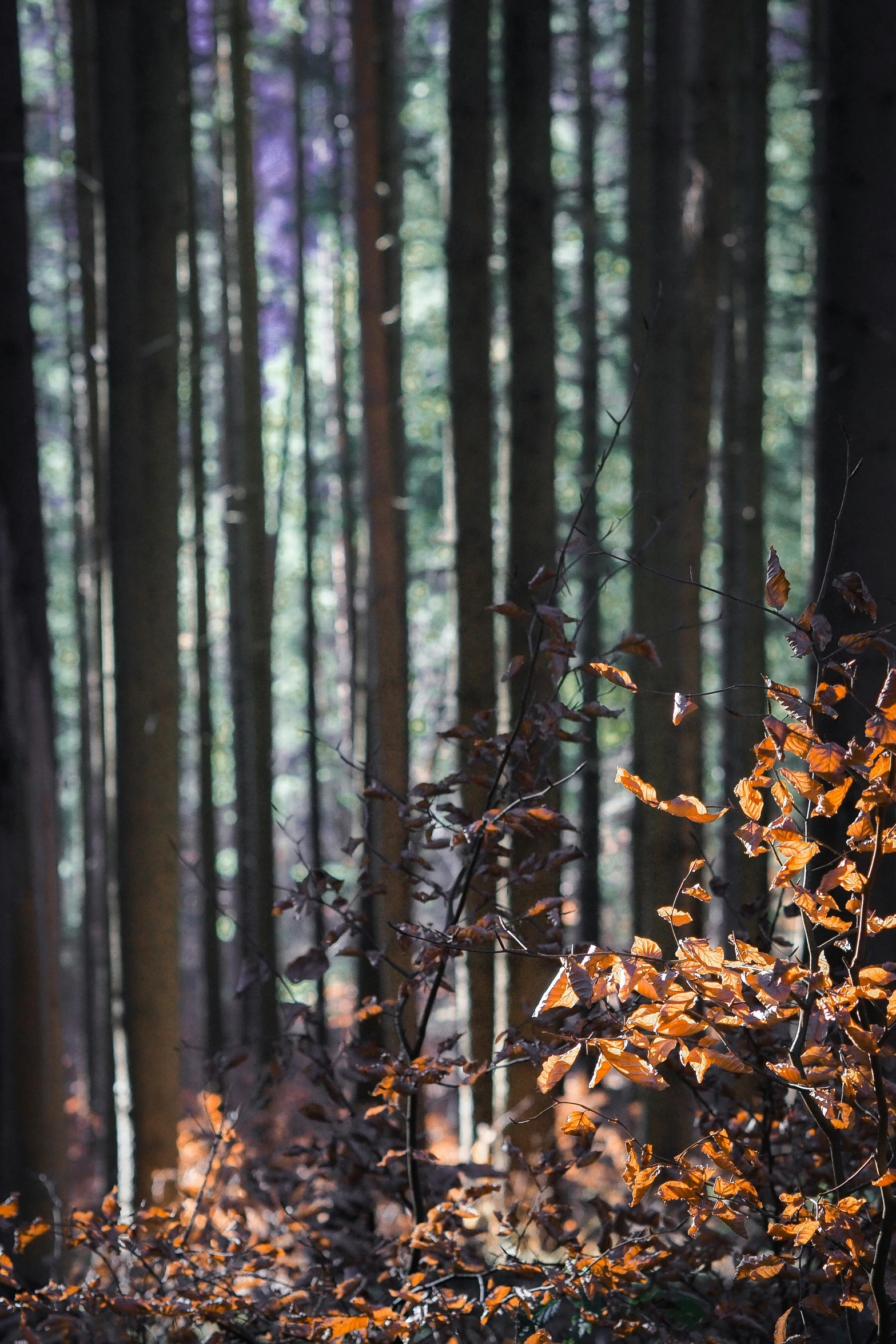 a trail in the woods with small plants and leaves