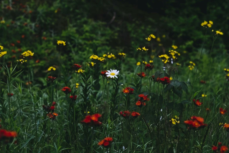 red, yellow and white wildflowers in a field