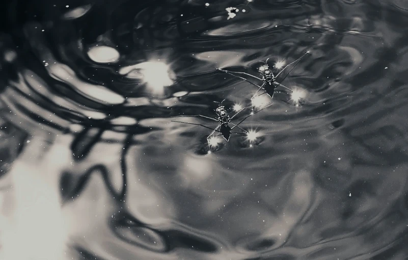 reflection of two white flowers in the water