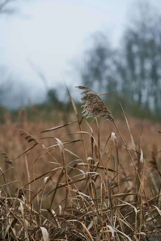 a closeup of some grass with a plant sticking out of it