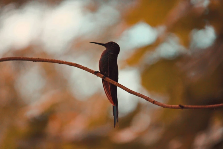 a bird sits on the nch of a bare tree