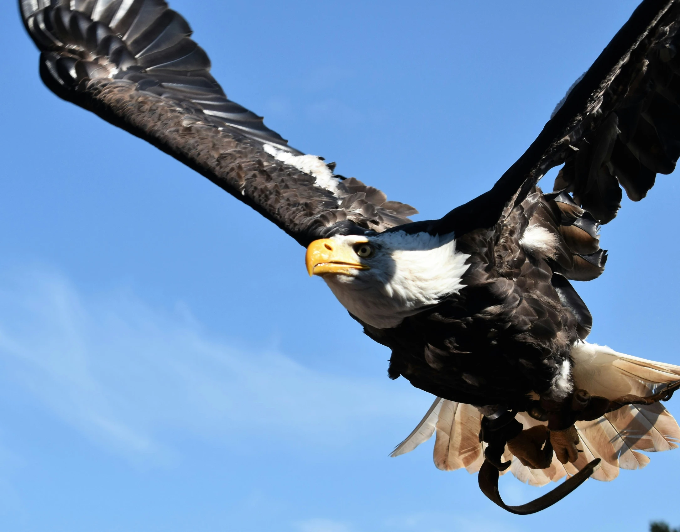 an eagle is flying with wings outstretched