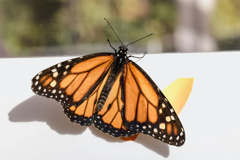 a monarch erfly rests on an apple slice