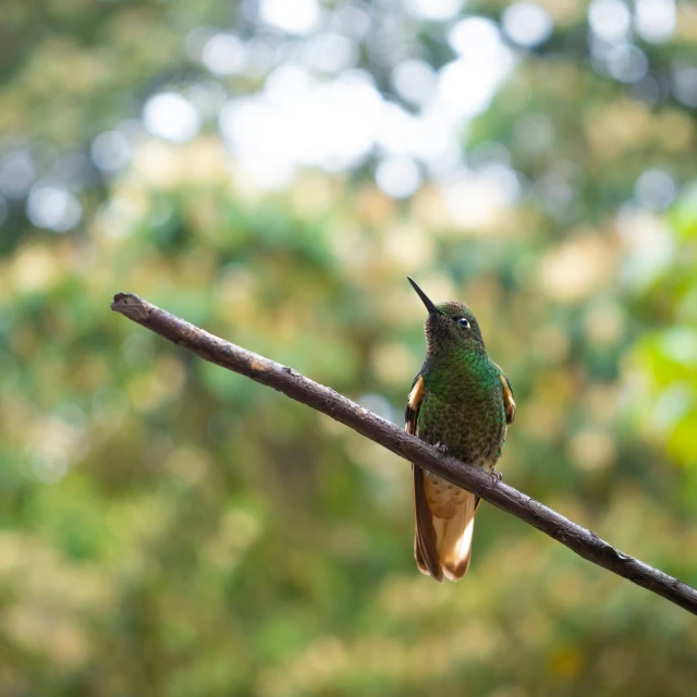 a green hummingbird sitting on top of a small nch